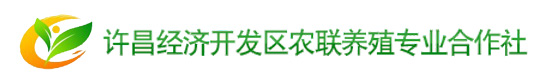 火鸡苗养殖基地|火鸡苗批发价格|河南许昌农联珍禽合作社